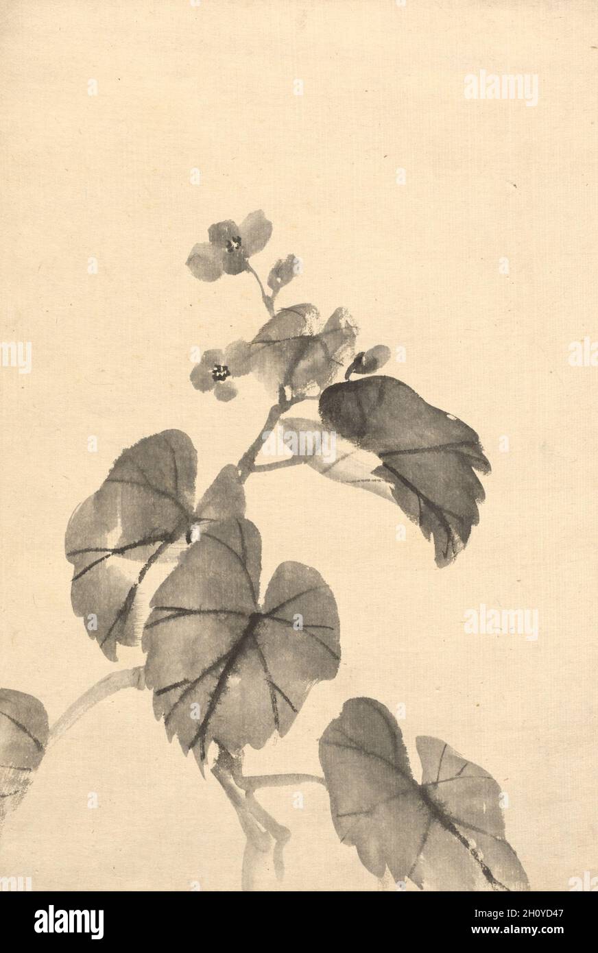 Zweig der Begonia in Bloom, c. 1880-95. Kono Bairei zugeschrieben (japanisch, 1844-1895). Tinte auf Papier; Blatt: 39.4 x 26.7 cm (15 1/2 x 10 1/2 Zoll). Stockfoto