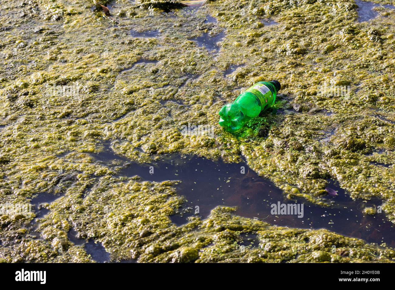Leere Plastikflasche schwimmt im Teich Stockfoto