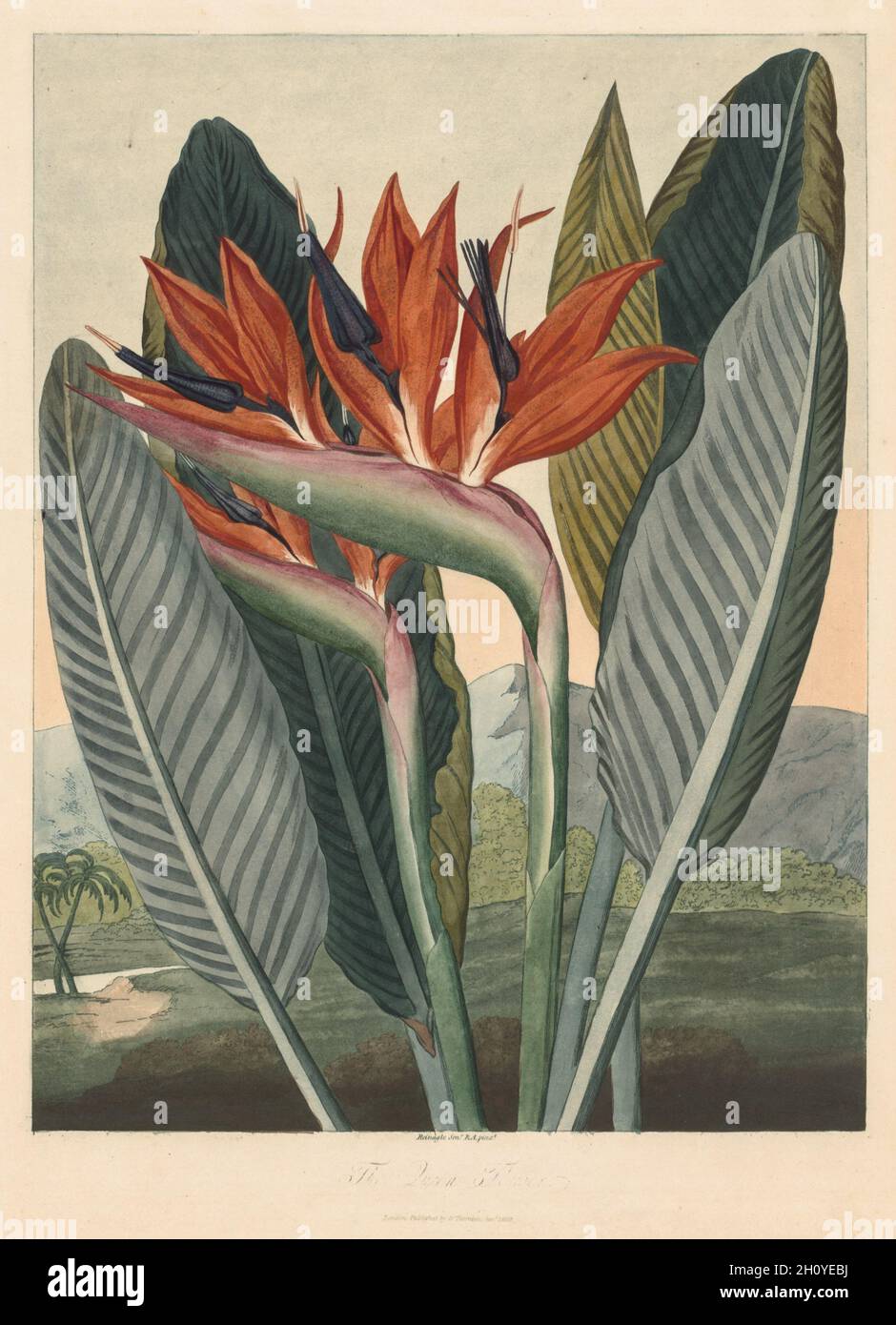 Der Tempel von Flora; oder den Garten der Natur: Die Königin Blume, 1812. Philip Reinagle (British, 1749-1833), Dr. Thornton Jany. 1, 1812. Radierung und Aquatinta von Hand gefärbt mit Aquarell; Platte: 45,1 x 34,3 cm (17 3/4 x 13 1/2 in.). Stockfoto