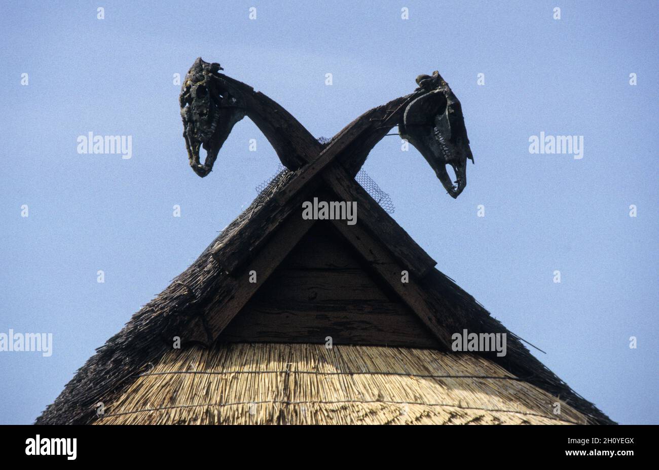 Ein traditionelles strohgedecktes Dachhaus mit Pferdeköpfen als Giebeldekoration. Viele norddeutsche Reishäuser tragen hölzerne, oft gestaltete Pferdeköpfe als Ornamente, die auf das frühe Mittelalter und die Wikingerzeit der Region zurückgehen. Dieser Besitzer hat echte Schädel benutzt. Stockfoto