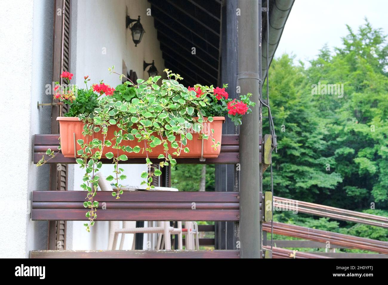 Topf mit Strauch blühender Pflanze für Landschaftsgestaltung. Bush mit roten Blüten im Blumentopf. Stockfoto