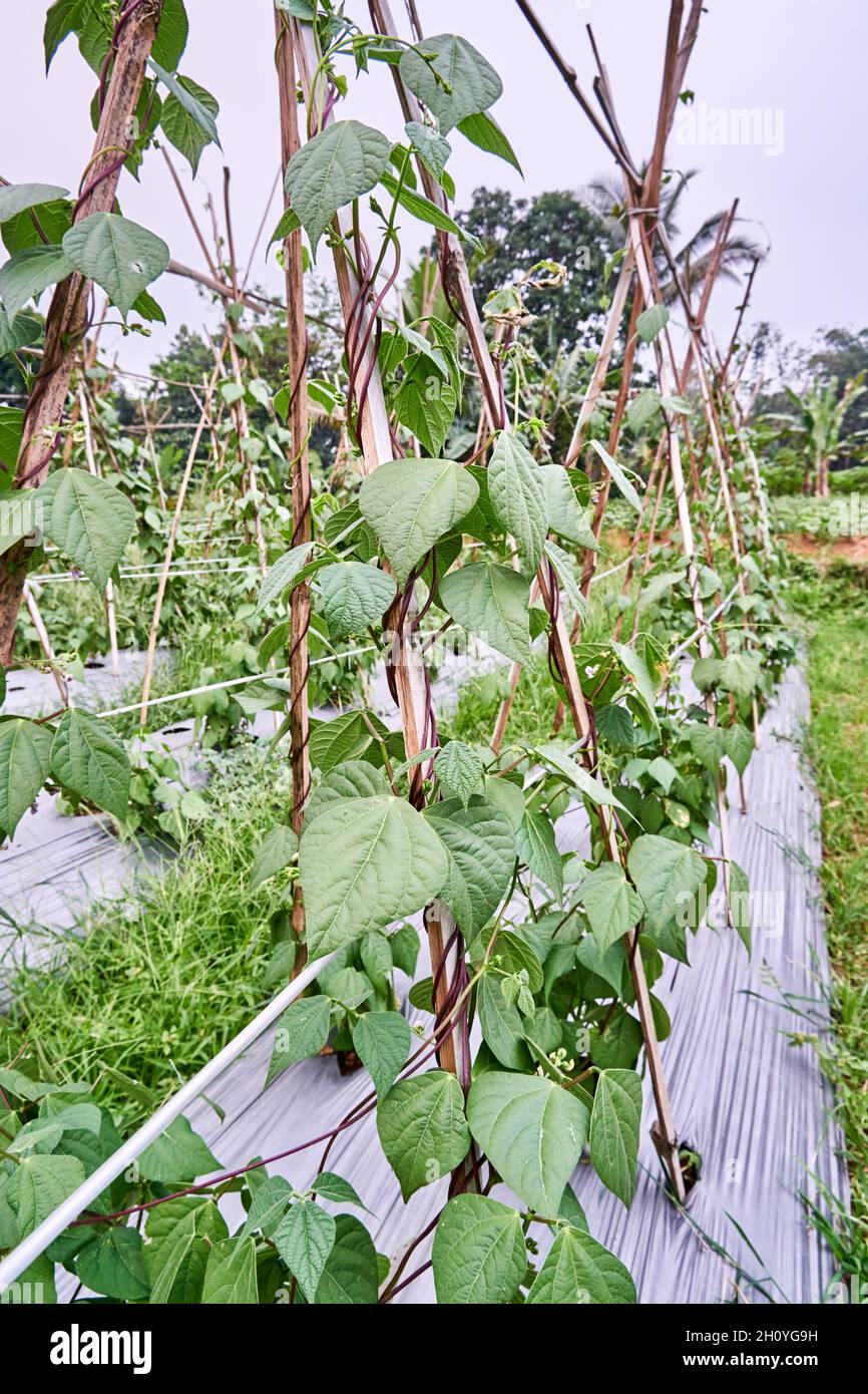 Nahaufnahme von Stringbohnen oder grünen Bohnen, die in einer Plantage wachsen. Stringbohnen oder grünen Bohnen, die frisch auf der Plantage wachsen Stockfoto