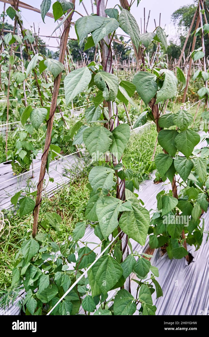 Nahaufnahme von Stringbohnen oder grünen Bohnen, die in einer Plantage wachsen. Stringbohnen oder grünen Bohnen, die frisch auf der Plantage wachsen Stockfoto