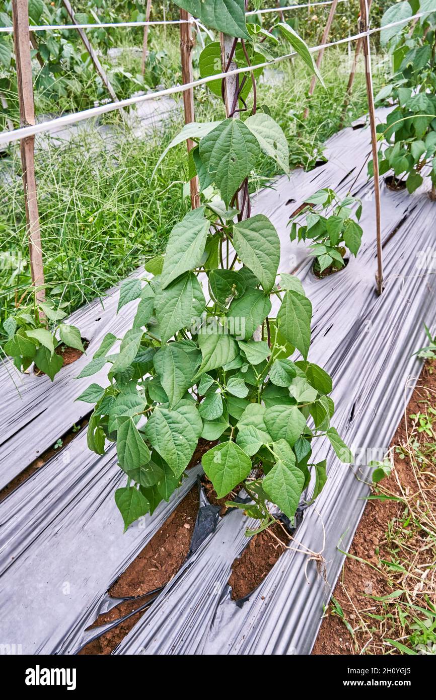 Nahaufnahme von Stringbohnen oder grünen Bohnen, die in einer Plantage wachsen. Stringbohnen oder grünen Bohnen, die frisch auf der Plantage wachsen Stockfoto