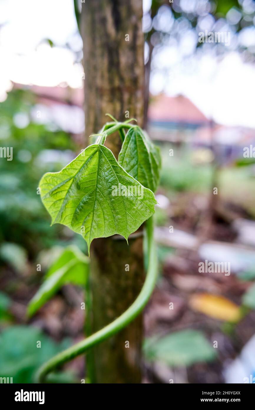Nahaufnahme von schönen grünen Blättern, die im Hof wachsen Stockfoto