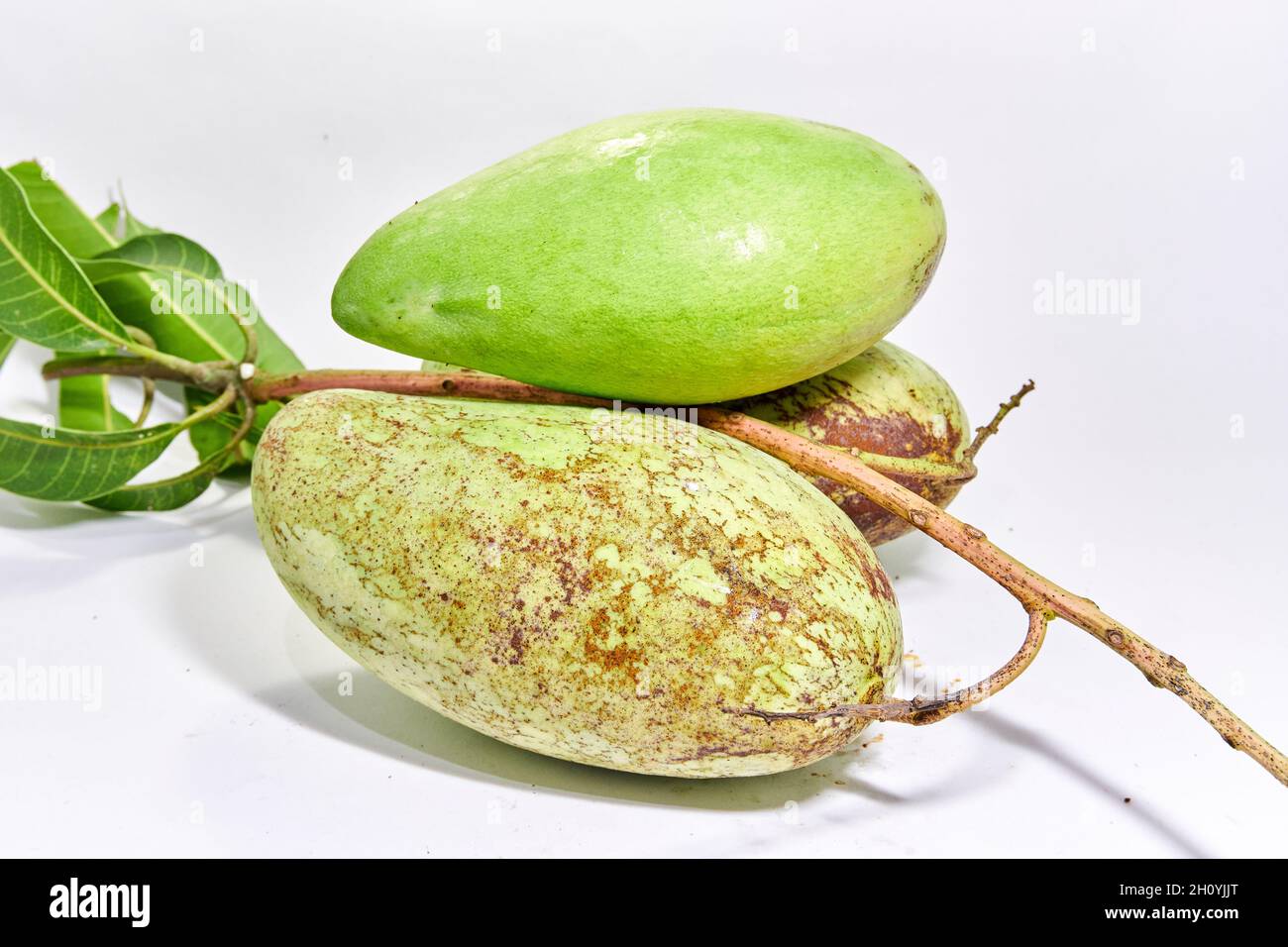 Nahaufnahme von frischen Mangofrüchten. Vitaminfrucht. Köstliche Mango zum Essen bereit. Stockfoto