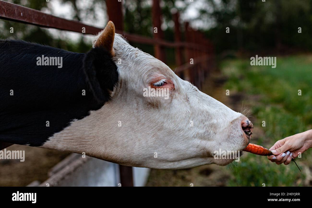 Schwarz-weißer Kopf einer Kuh von Hand gefütterte Karotten. Hochwertige Fotos Stockfoto
