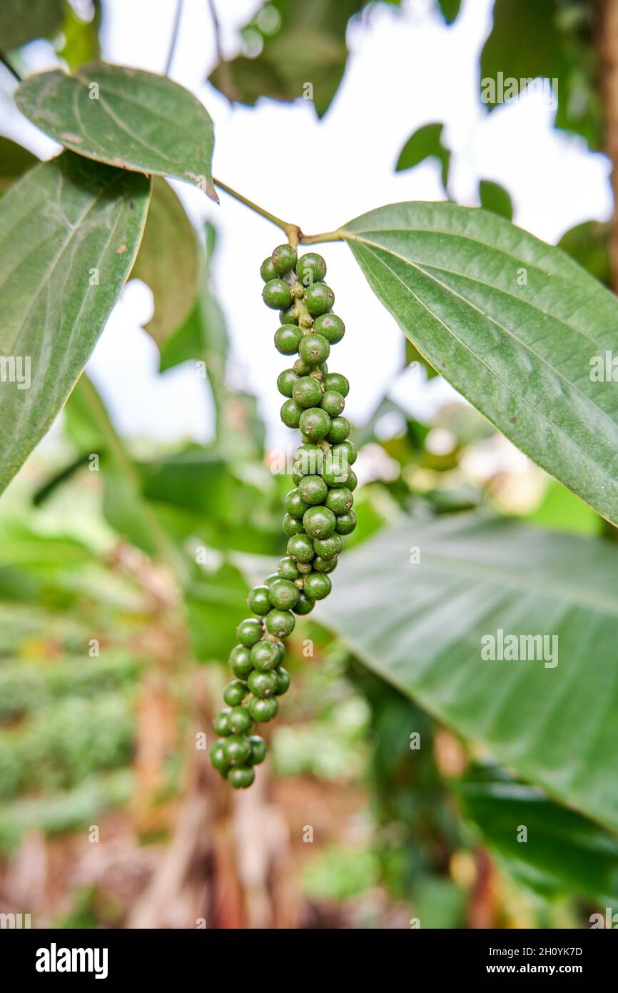 Nahaufnahme einer Pflanze mit schwarzem Pfeffer, die in einem kleinen Garten gepflanzt wird. Schwarzer Pfeffer wächst viel in der Plantage. Stockfoto