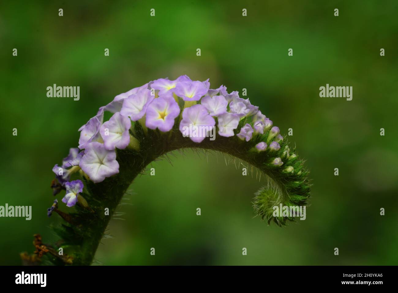 Makrofoto des indischen Heliotrops (Heliotropium indicum). Stockfoto