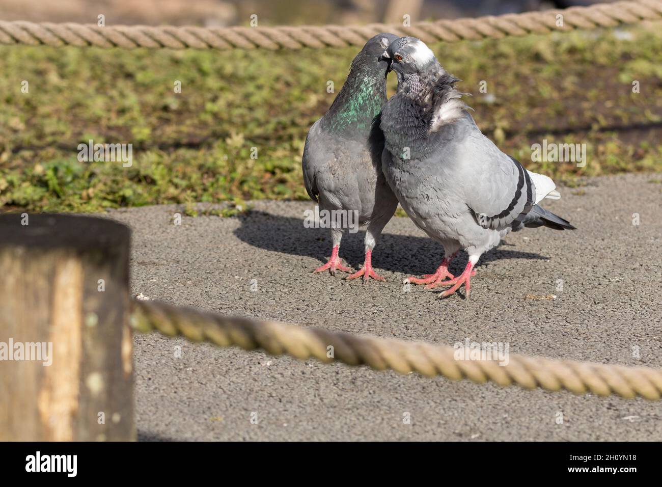 Feral Taube Rock Dove (columba livia) Küssen blau grau grün schwarz Flügel Bars weiß bump rosa Beine und Füße schwarz gekippt grau Schwanz Stockfoto