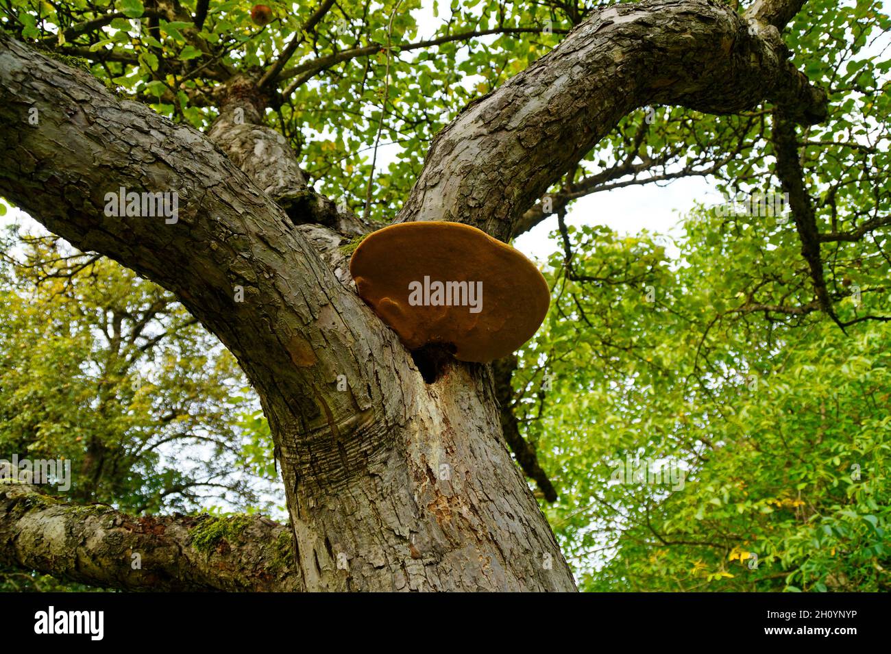 Gelber Hühnerpilz auf einem Baum Stockfoto