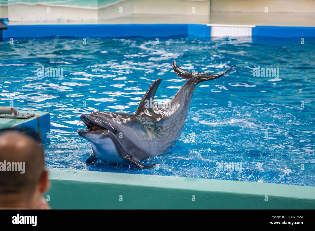 Trainer, die während der Show im Ocean Adventures Marine Park in Gulfport, Mississippi, mit Delfinen arbeiten Stockfoto