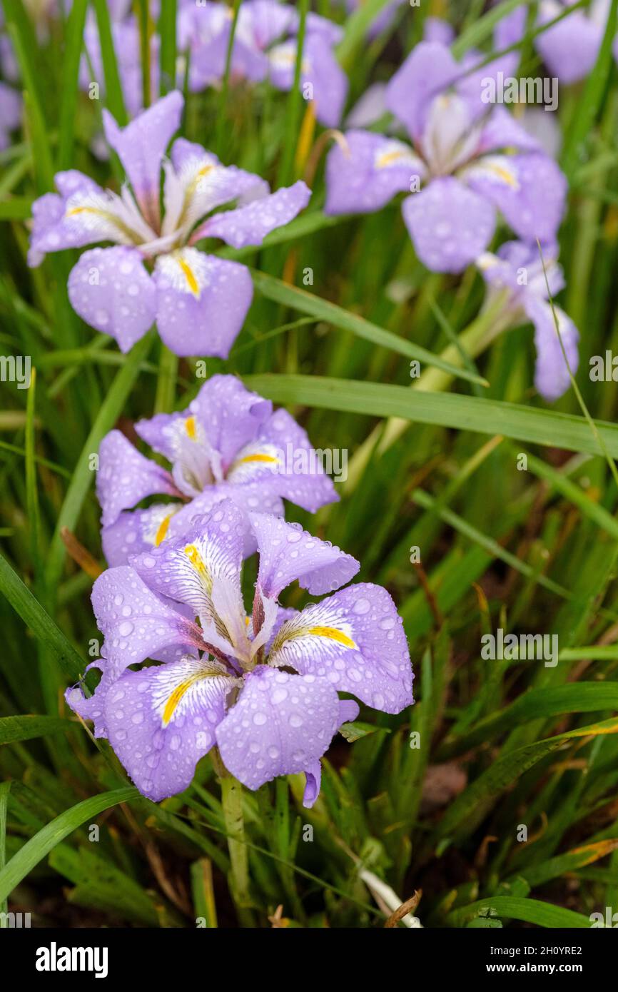Iris unguicularis, algerische Iris. Im Spätwinter blühen helle lila oder violette Blüten mit einem zentralen gelben Band auf den Wasserfällen. Synonym Iris stylosa Stockfoto