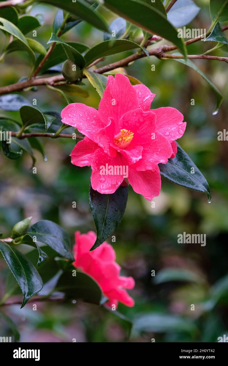 Camellia x williamsii „Freedom Bell“. Leuchtend rote, trichterförmige Blüten im Spätwinter Stockfoto