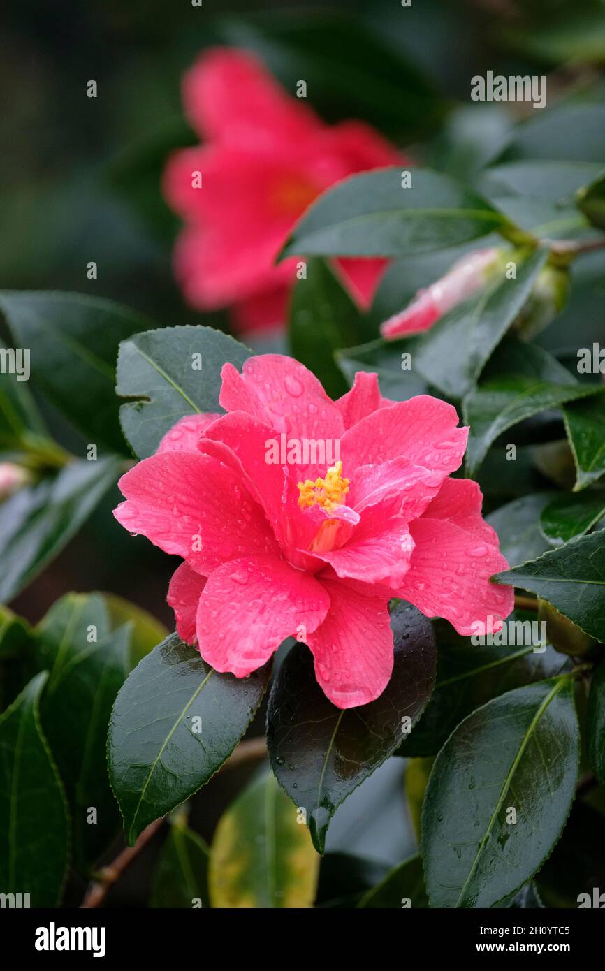 Camellia x williamsii „Freedom Bell“. Leuchtend rote, trichterförmige Blüten im Spätwinter Stockfoto