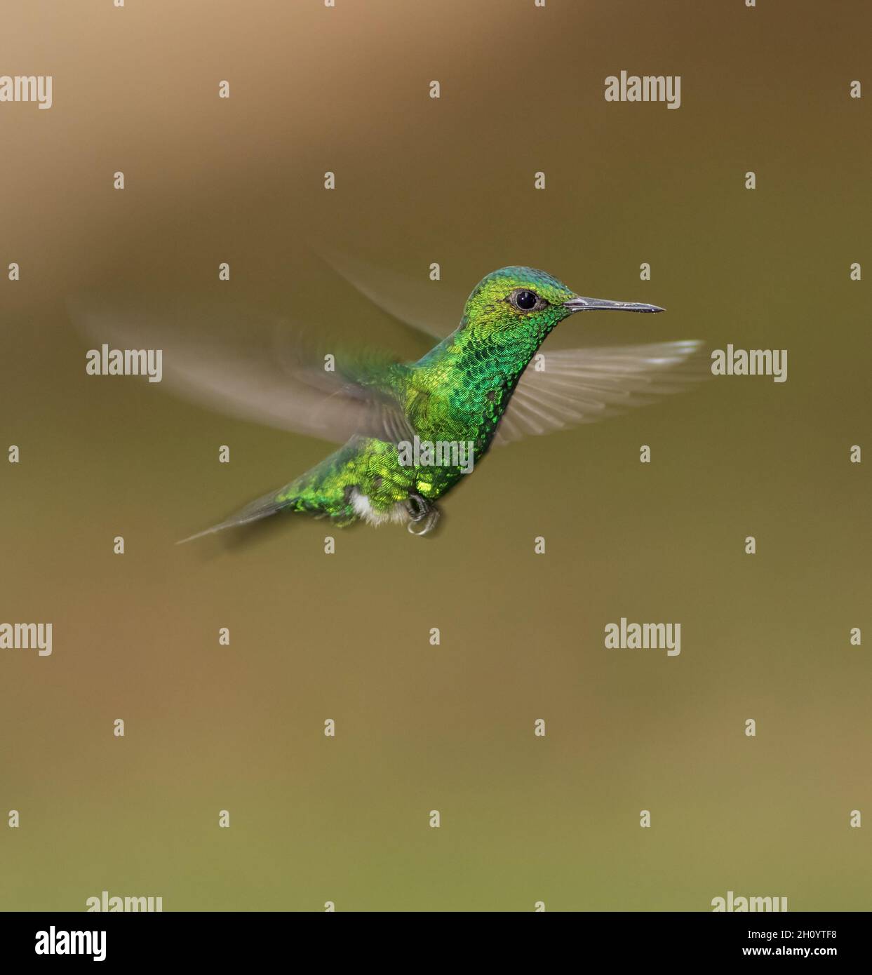 Der Garten Smaragd (Chlorostylbon assimilis) ist ein kleiner Kolibri, der endemisch in Panama und Costa Rica beheimatet ist. Stockfoto