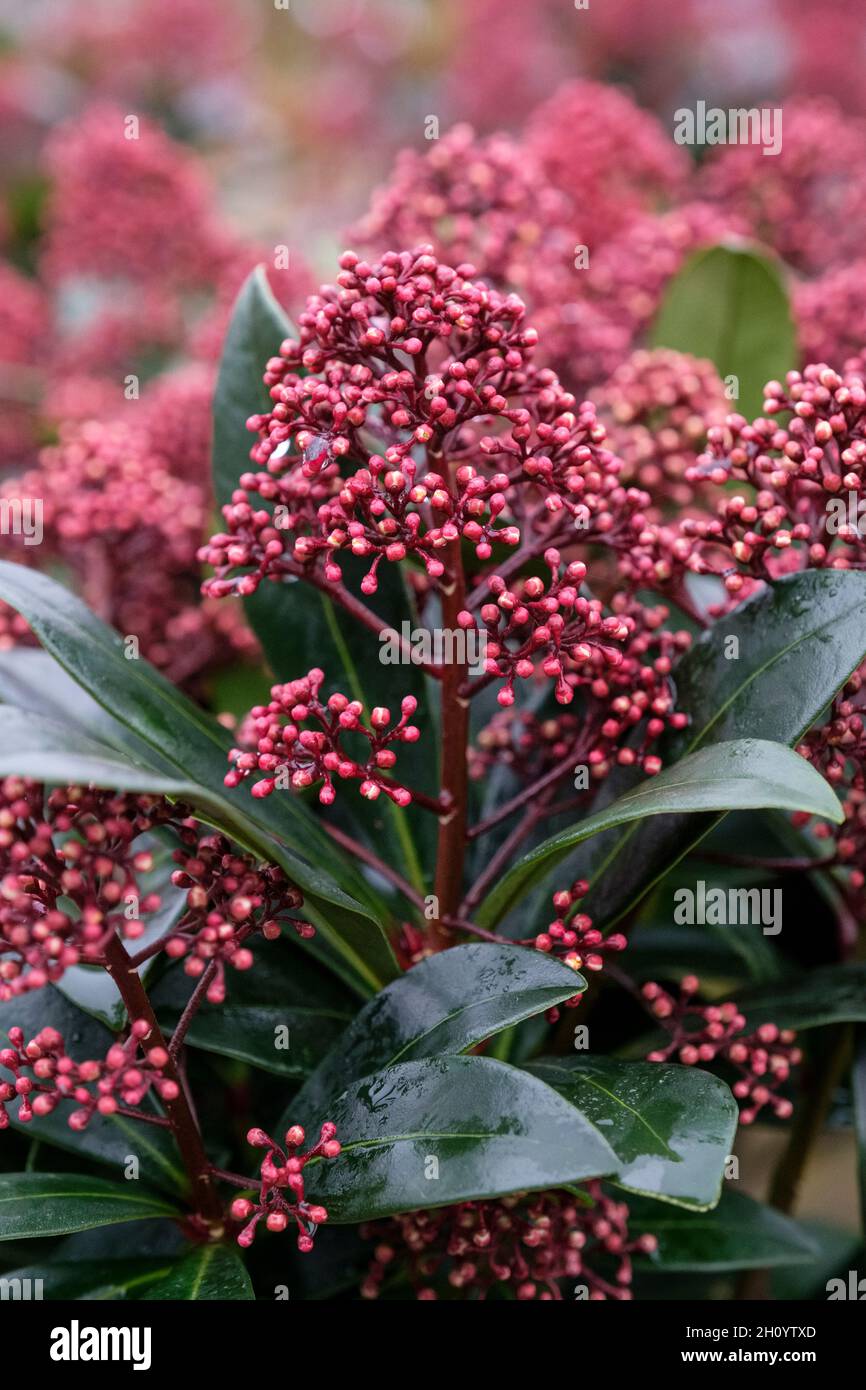 Skimmia japonica „Rubella“. Kompakte männliche Skimmie im Spätwinter mit leuchtend roten Knospen. Stockfoto
