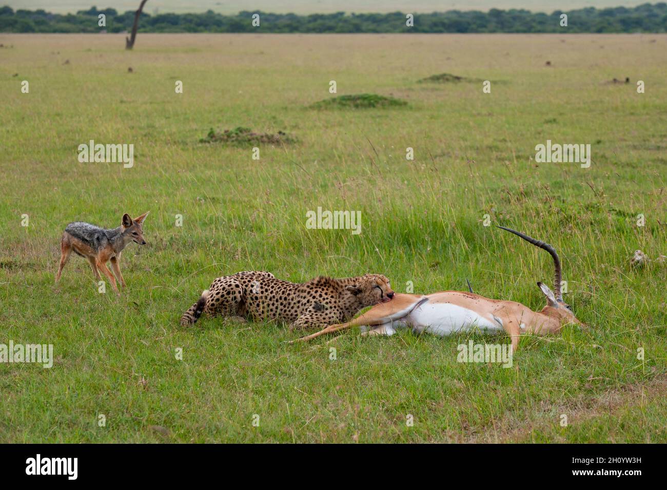 Ein Gepard, der ein Impala frisst; ein schwarzer Schakal wartet darauf, ein Stück zu stehlen. Masai Mara National Reserve, Kenia. Stockfoto