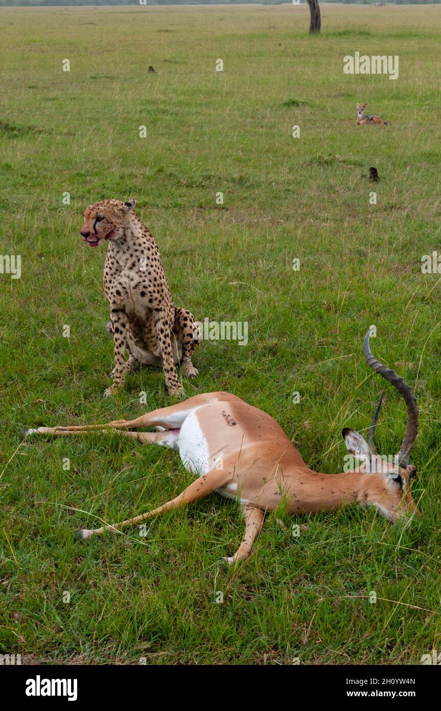 Ein Gepard und ein Impala töten. Ein schwarzer Schakal wartet darauf, ein Stück zu stehlen. Masai Mara National Reserve, Kenia. Stockfoto