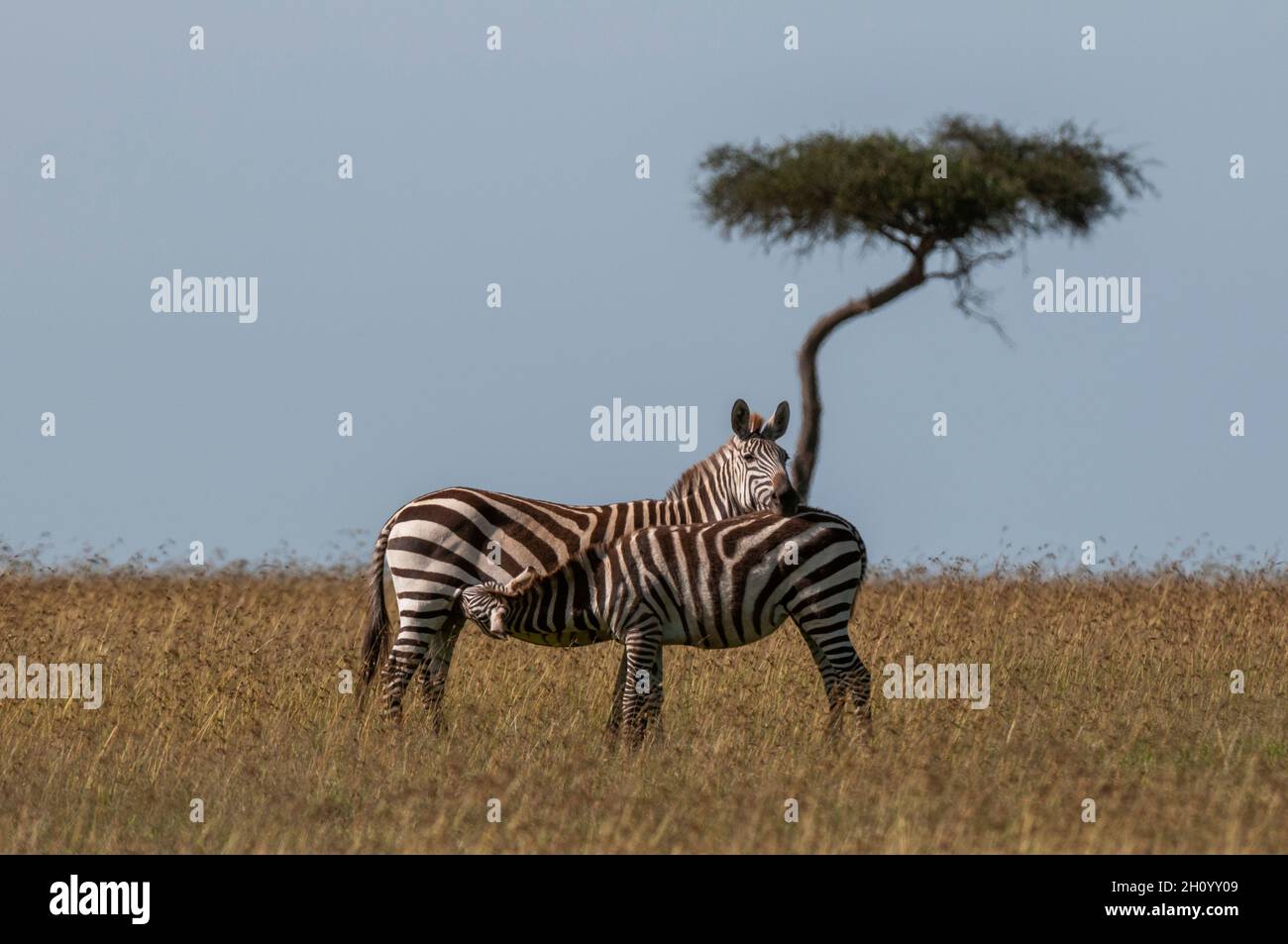 Ein gewöhnliches oder einsames Zebra-hengstfohlen, Equus quagga, das von seiner Mutter stillt. Masai Mara National Reserve, Kenia. Stockfoto
