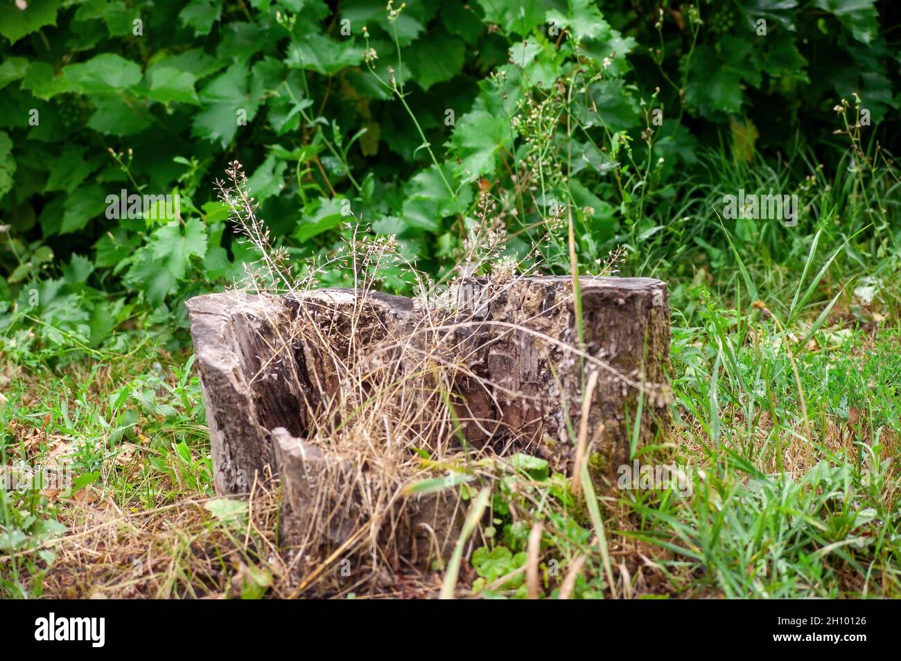 Das Gras wuchs im Sommer durch den Stumpf Stockfoto