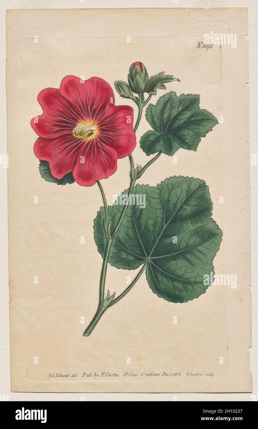 Das Botanische Magazin oder Blumengarten ausgestellt: Teller 892, Althaea Flexuosa. Seringapatam A Hollyhock. [Althea rosea] , 1805. Francis Sansom (British, 1815), Thomas Curtis (British, 1846-1920), nach Sydenham Edwards (British, 1768-1819). Gravur mit Handkolorierung; Blatt: 22.5 x 14.2 cm (8 7/8 x 5 9/16 Zoll); Plattenmark: 20.1 x 11.6 cm (7 15/16 x 4 9/16 Zoll). Stockfoto