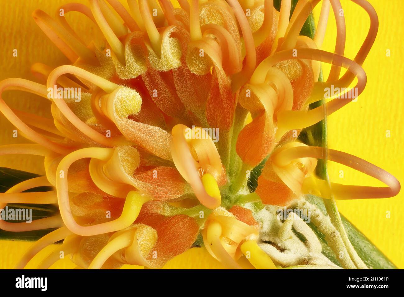 Vergrößertes Detail von Grevillea 'Apricot Glow' Blüten auf Blütenstand Stockfoto