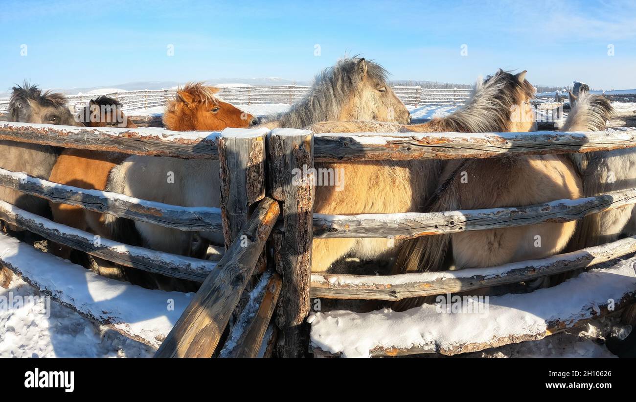 Pferde stehen im Winter im Outdoor-Paddock Stockfoto