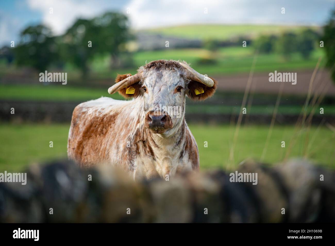 Rassen rinder -Fotos und -Bildmaterial in hoher Auflösung – Alamy