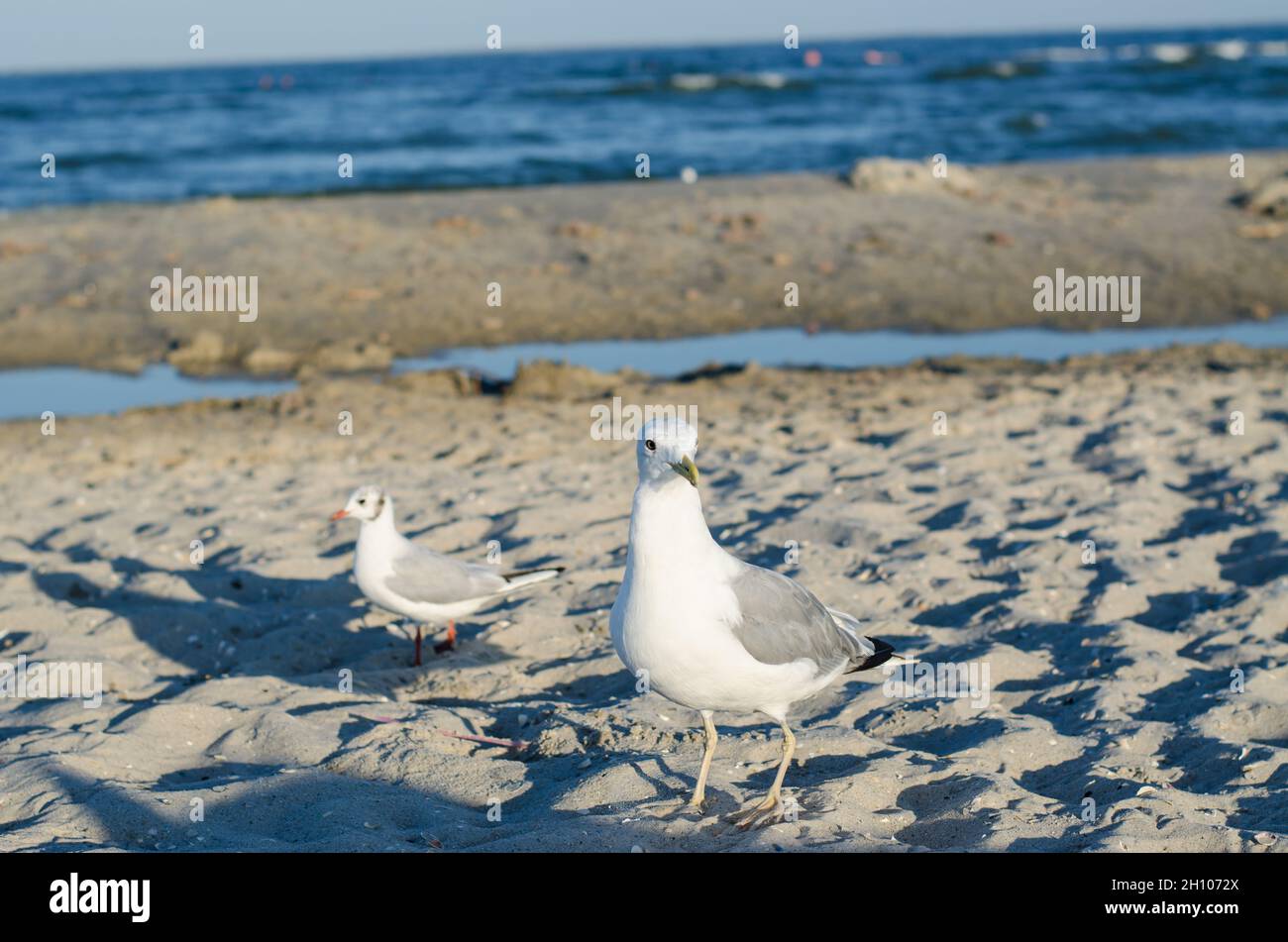 Elfenbeinmöwen mit grauen Flügeln an der Küste. Möwen laufen am Strand entlang. Stockfoto