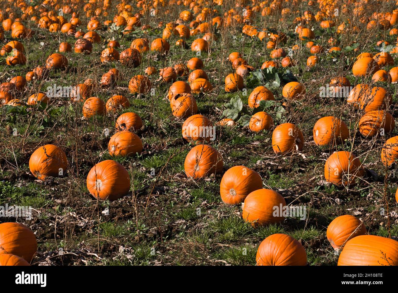 Bauern Feld voll von Kürbissen an einem sonnigen Tag Stockfoto