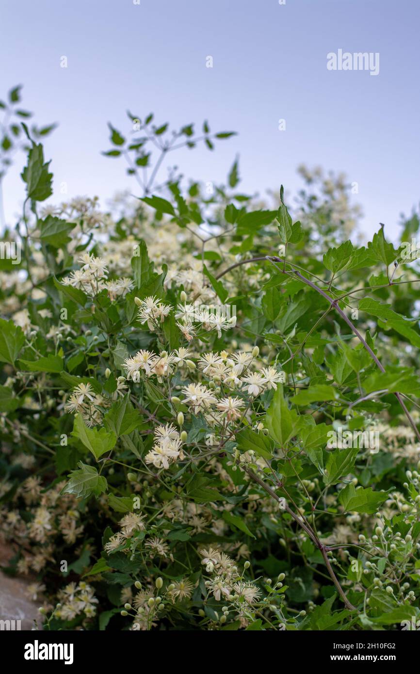 Clematis vitalba weiße Blüten. Der Bart des blühenden alten Mannes. Die Freude des blühenden Reisenden. Stockfoto