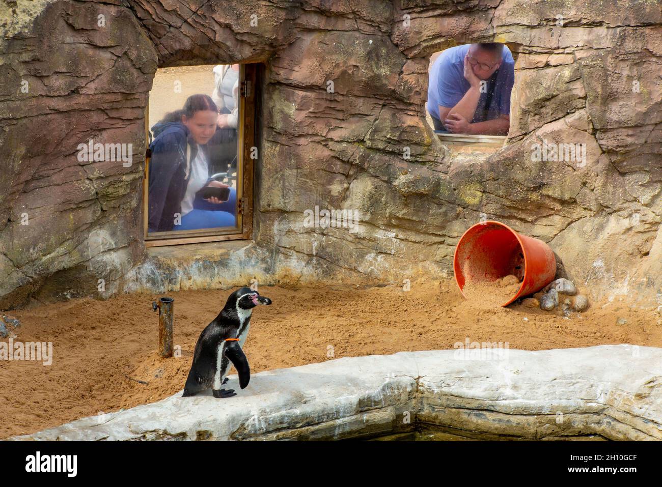 Besucher bewundern einen Humboldt-Pinguin im Gweek Seal Sanctuary in der Nähe von Helston im Süden von Cornwall, England, das 1975 gegründet wurde. Stockfoto