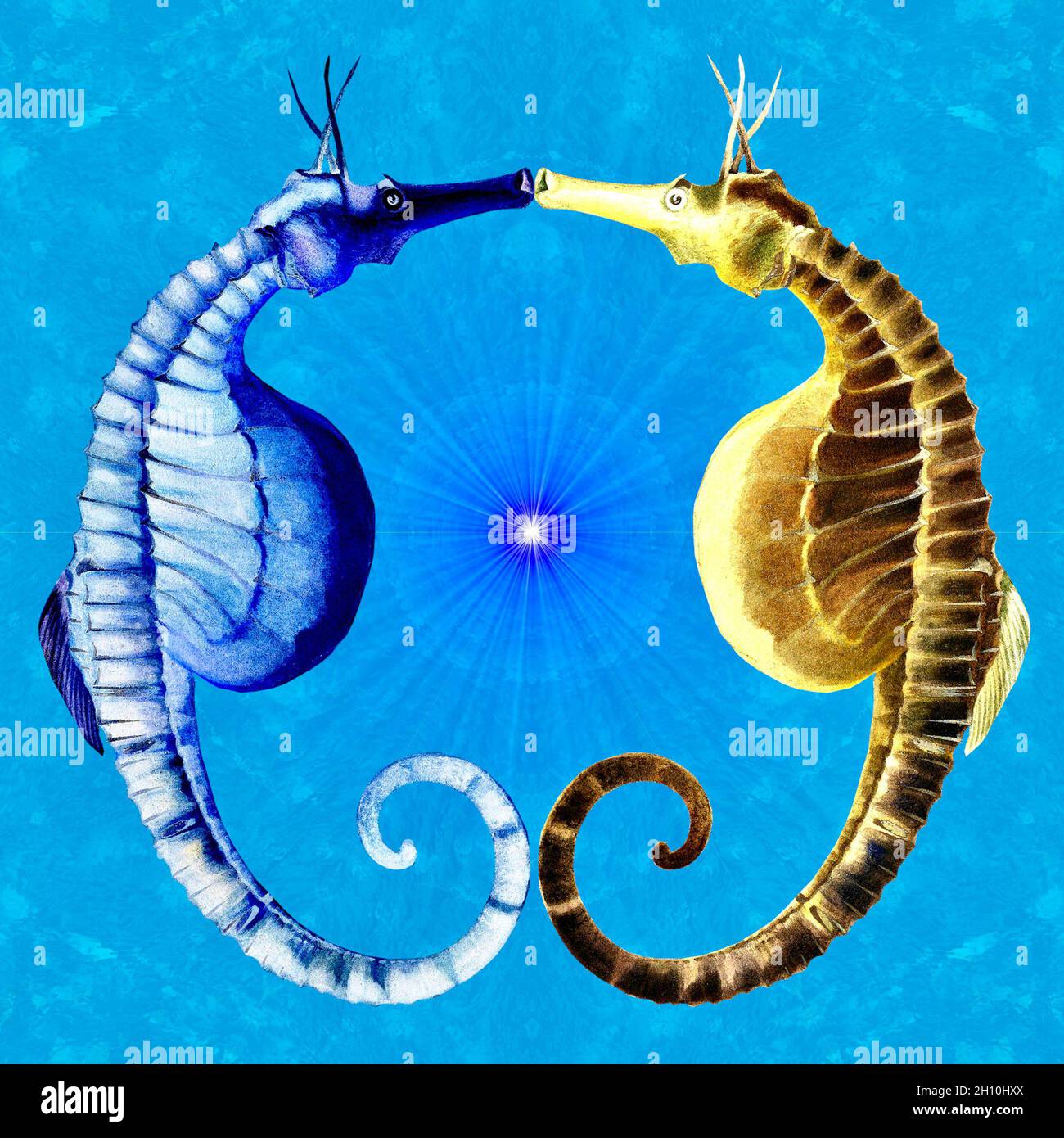 K ssender Fisch Fotos Und Bildmaterial In Hoher Aufl sung Alamy k-ssender-fisch-fotos-und-bildmaterial-in-hoher-aufl-sung-alamy