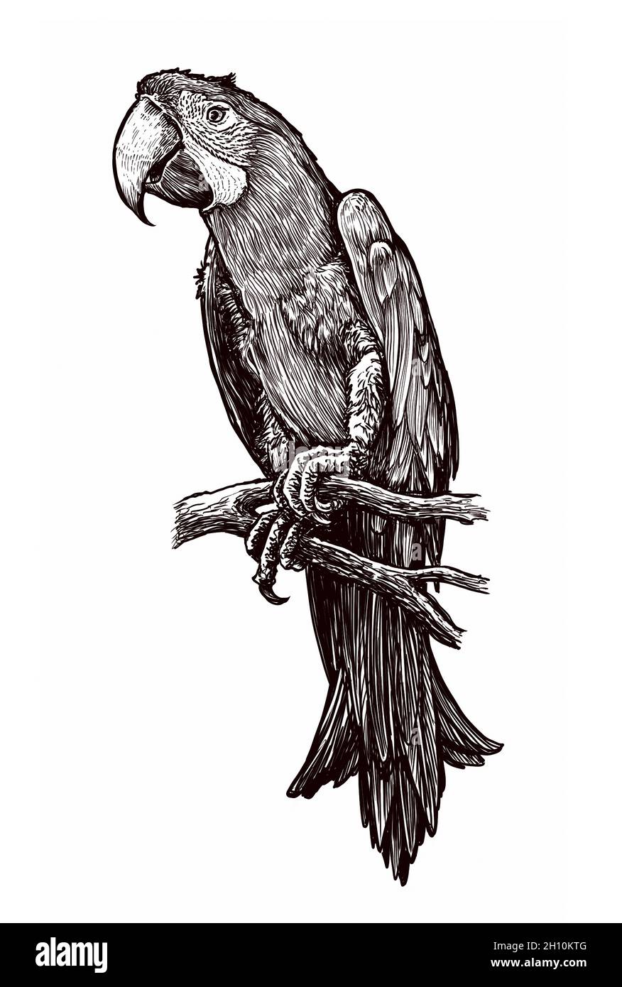 Handgezeichnete Abbildung des Papagei. Skizze des Vogels isoliert auf weißem Hintergrund Stockfoto