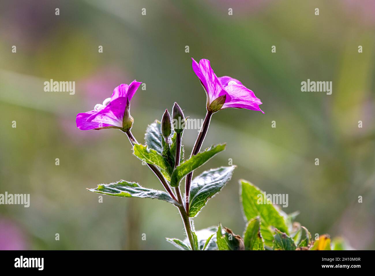 Sonnendurchflutete rosa Blüten im Fokus Stockfoto