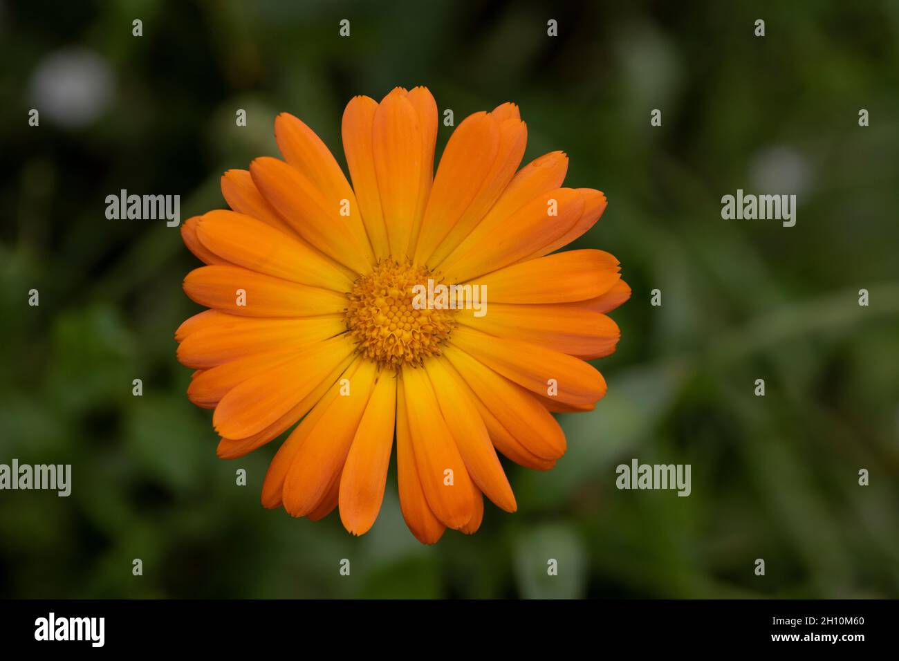 Orangefarbene Ringelblumenblüte mit grünem Hintergrund Stockfoto