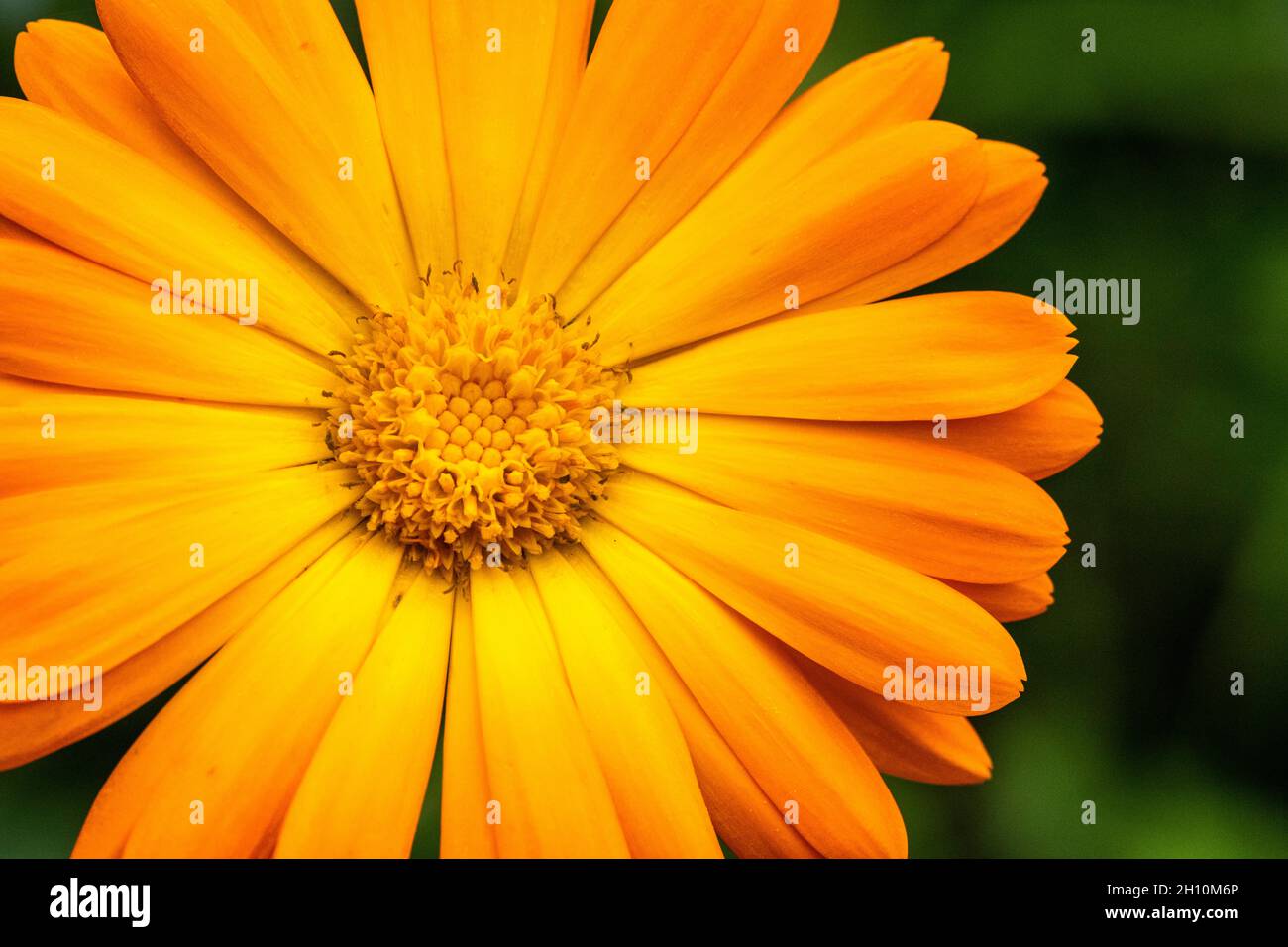 Abschnitt der orangen Ringelblumenblüte Stockfoto