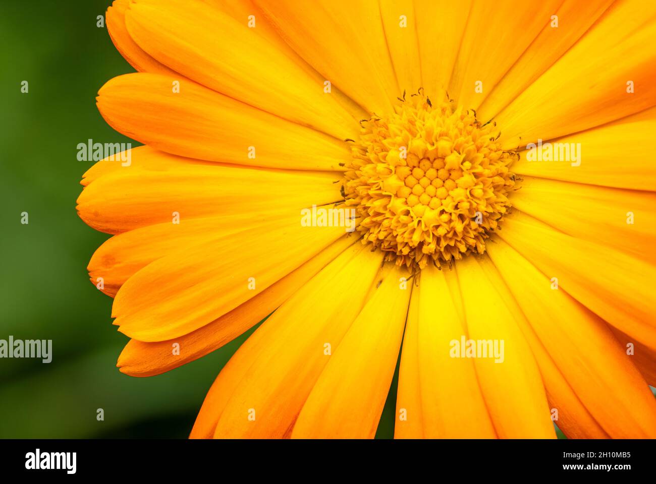 Abschnitt der orangen Ringelblumenblüte Stockfoto