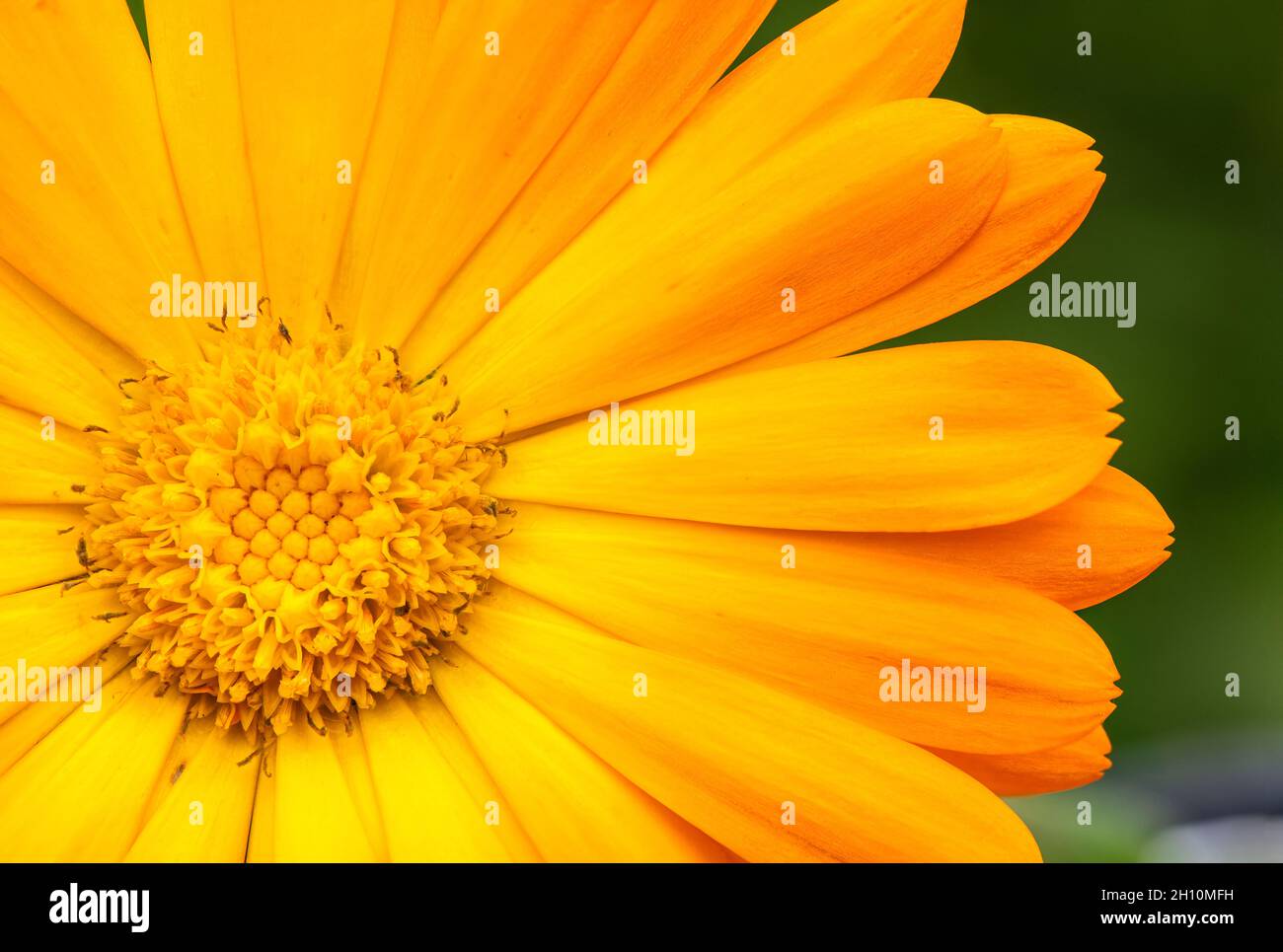 Abschnitt der orangen Ringelblumenblüte Stockfoto