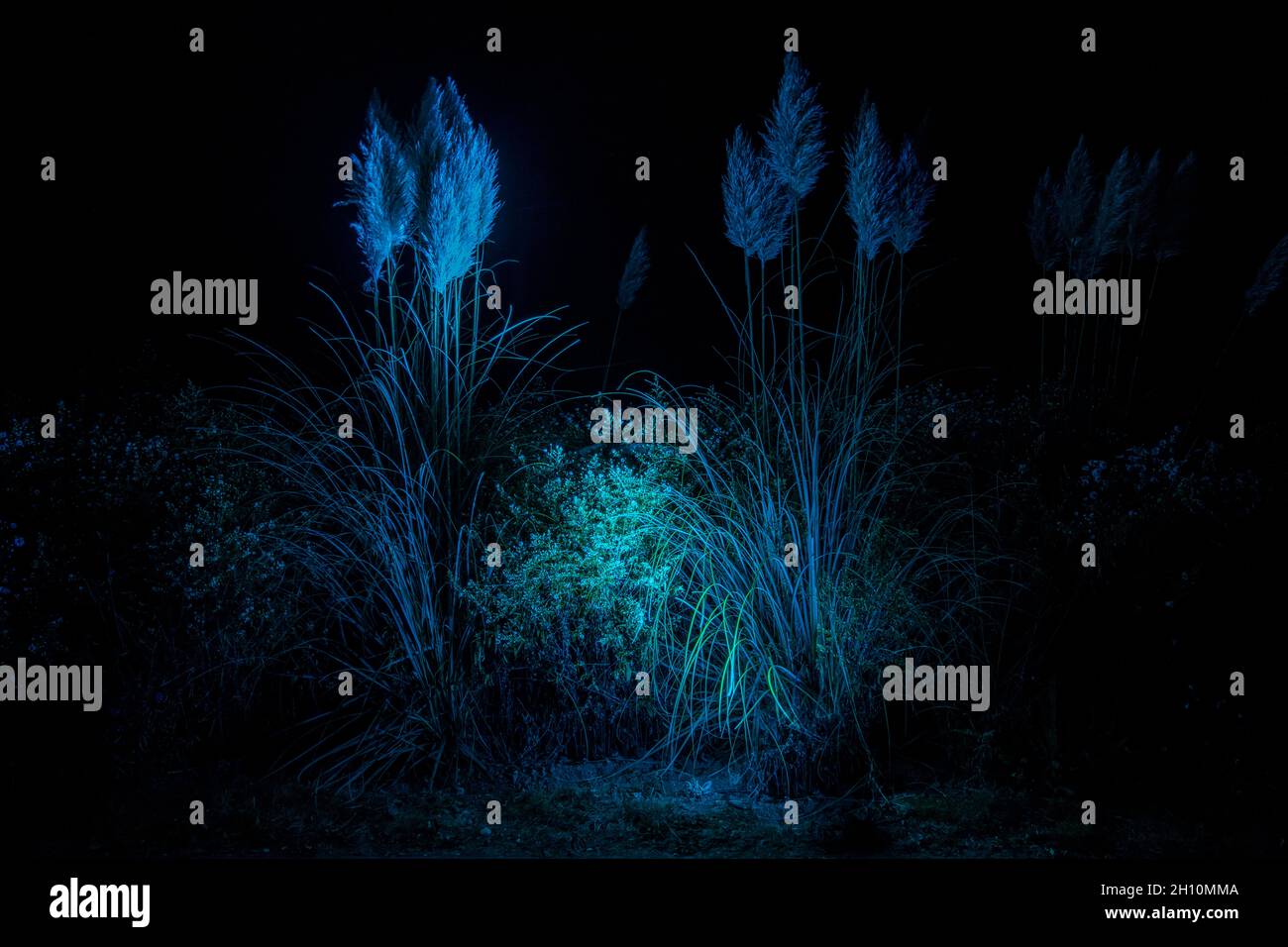 Gras Wedel im Dunkeln in blauem Licht Stockfoto