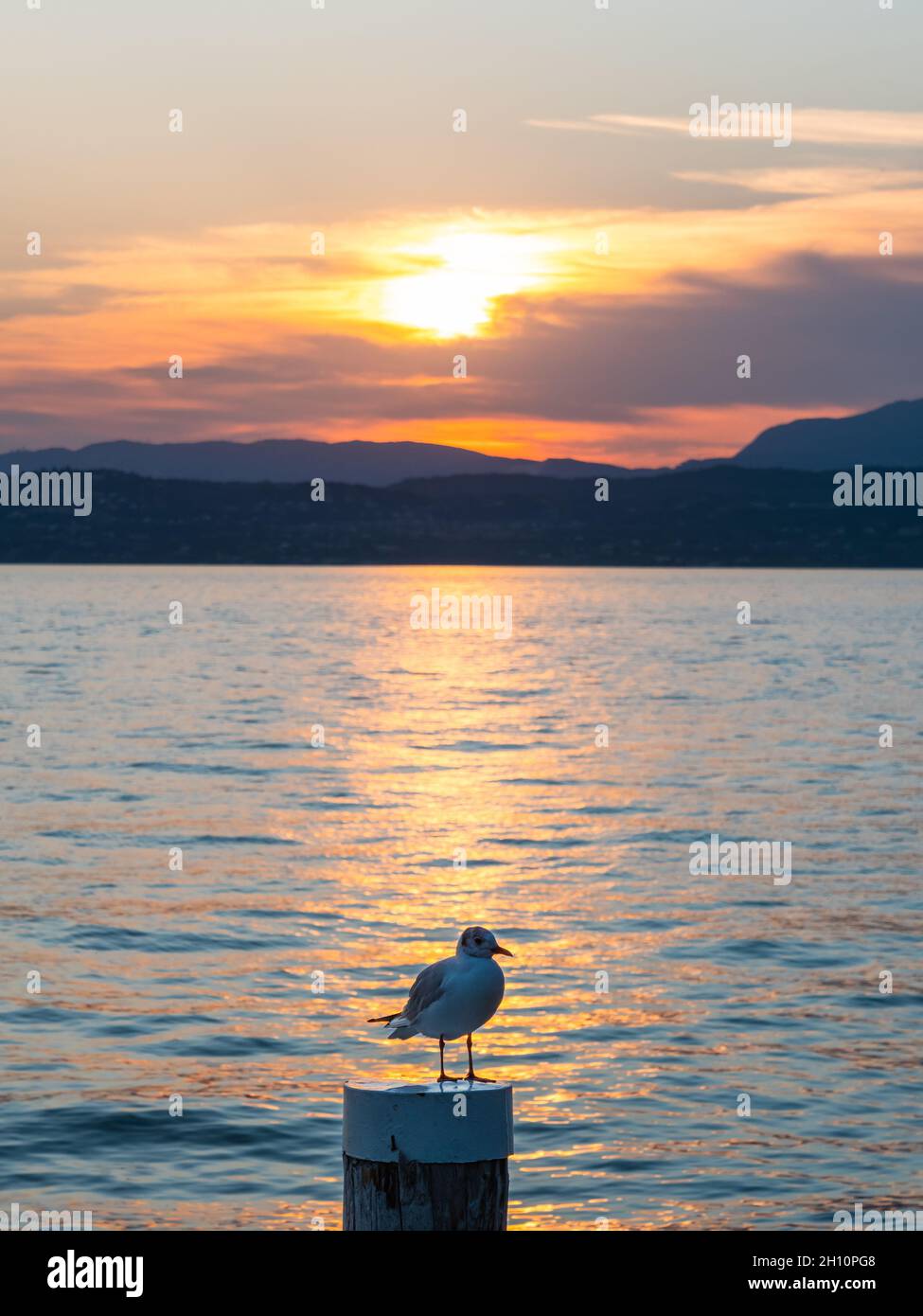 Sonnenuntergang am Gardasee in Sirmione mit einer Schwarzkopfmöwe und einer Festmacherei Stockfoto