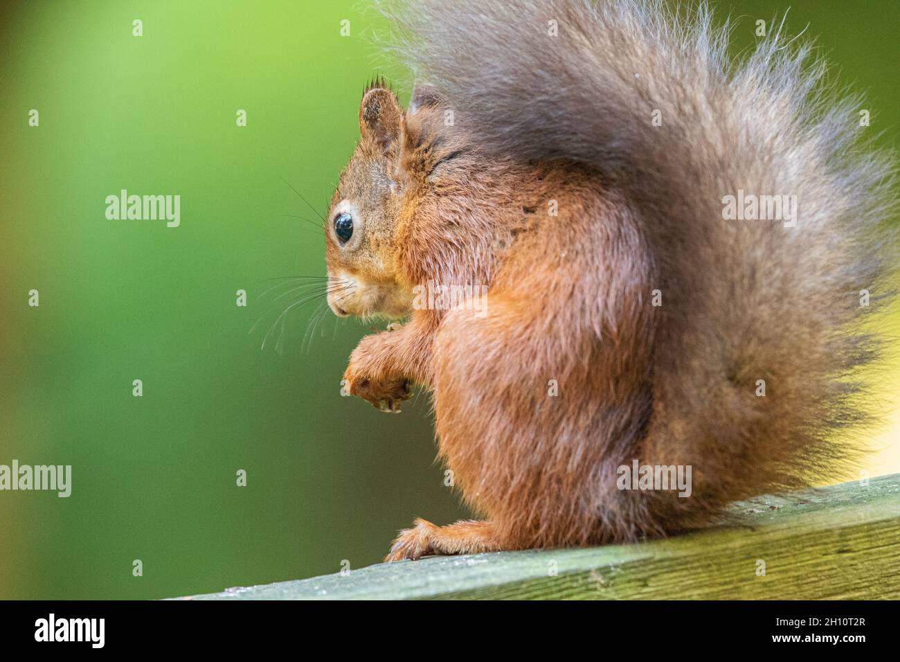 Eine Nahaufnahme eines buschigen, wilden Roten Eichhörnchen, der in seiner natürlichen Umgebung eine Haslenut genießt - Yorkshire, Großbritannien Stockfoto
