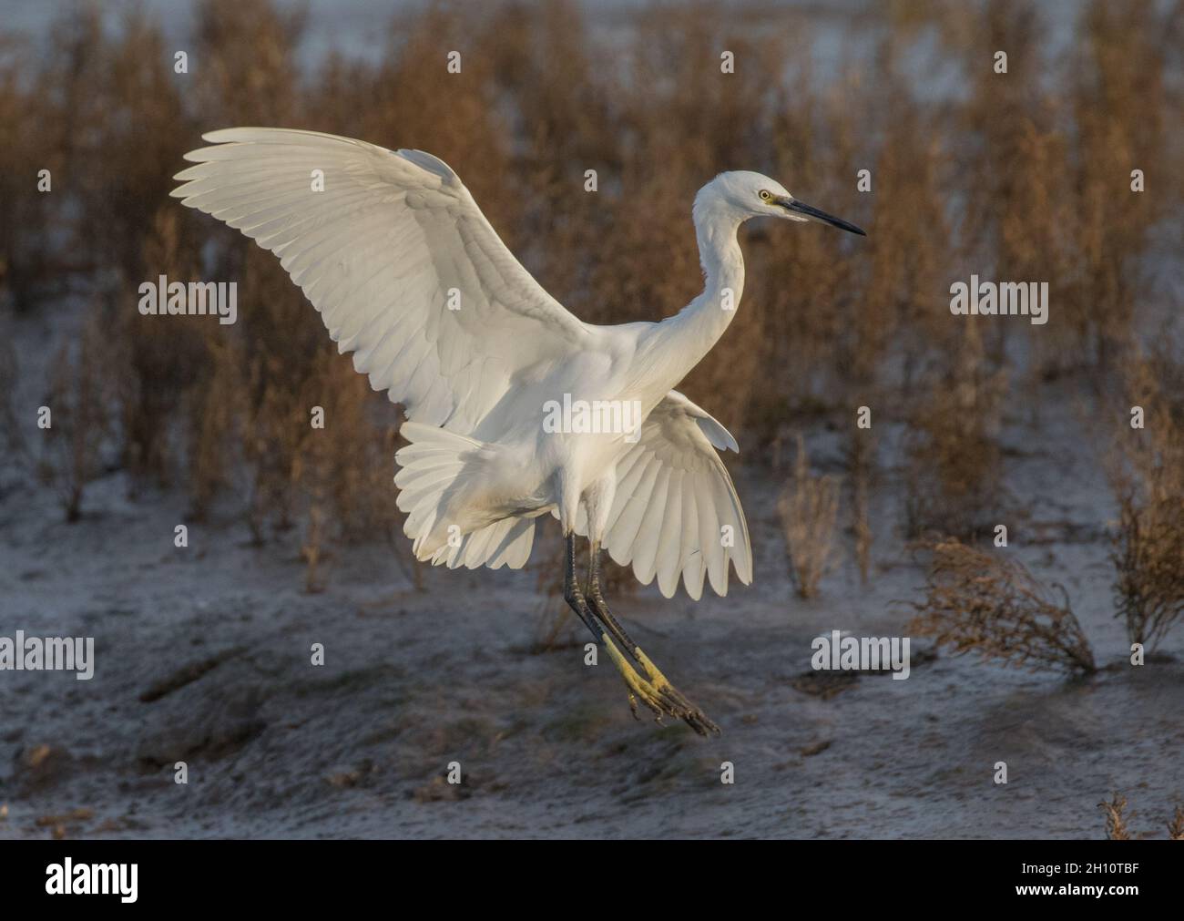 Ein kleiner Reiher, der auf seinem natürlichen Lebensraum des Wattenmeeres an Land kommt. Norfok. VEREINIGTES KÖNIGREICH Stockfoto