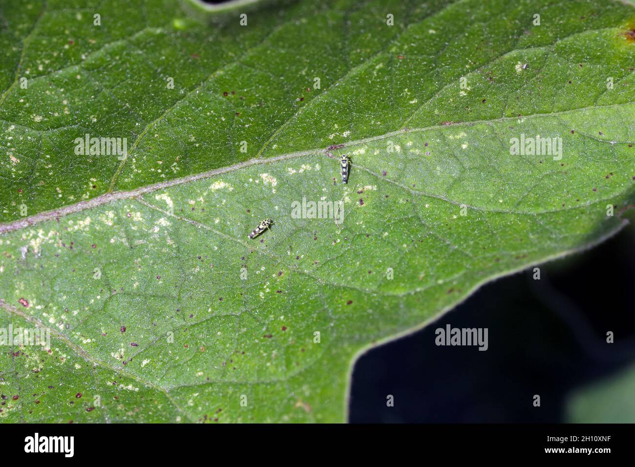 Aubergine oder auch Brinjal (Solanum melongena) genannt, die von den Blatttrichtern Eupteryx atropunctata (Erwachsene sichtbar) beschädigt wird. Weiße Flecken sind sichtbar. Stockfoto