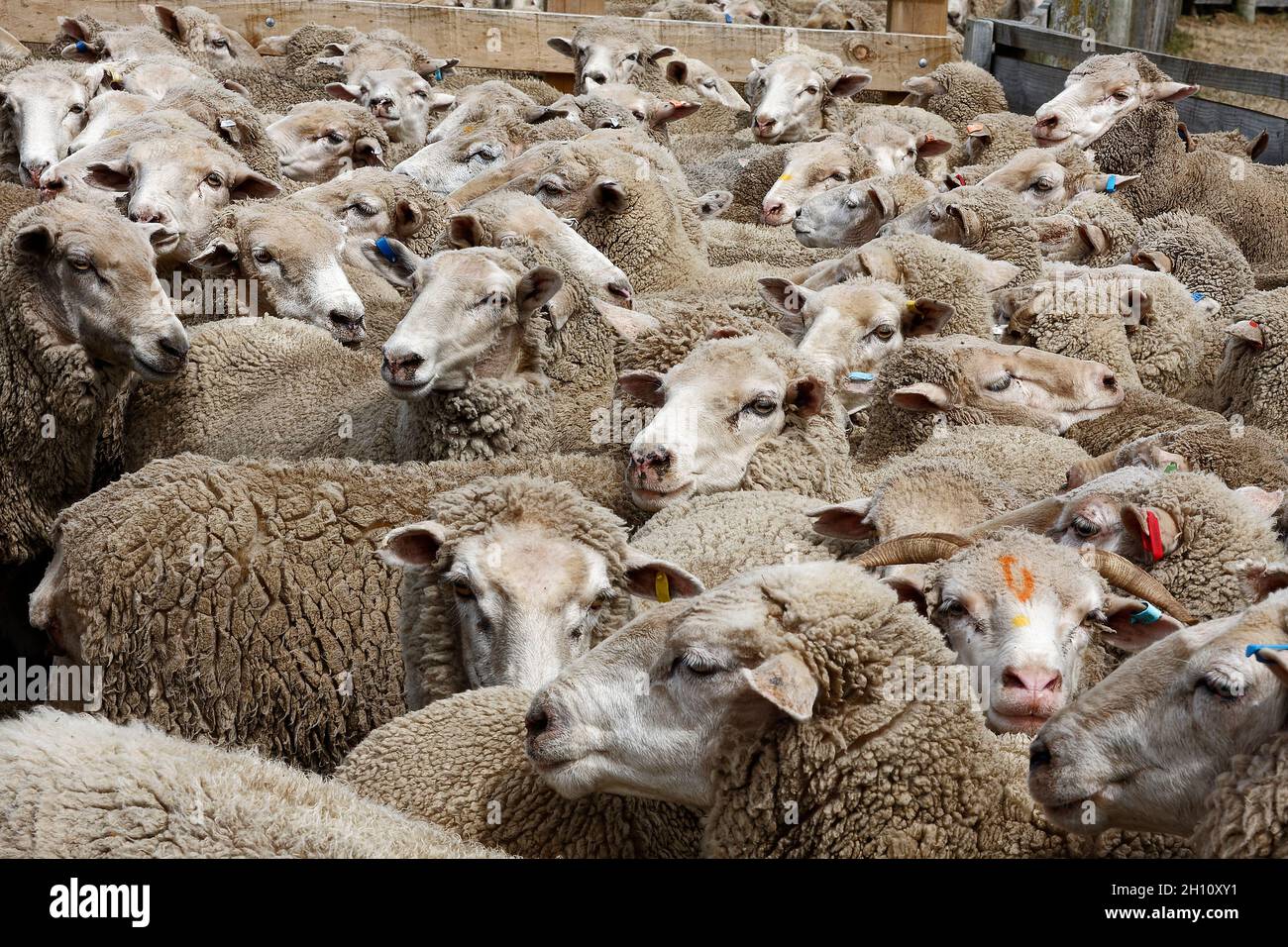 Viele Schafe, verstrikt, dicht beieinander, verschiedene farbige Ohrmarken, Wollsortierung, Schafstation, Tiere, Geschäft, Südinsel, Neuseeland Stockfoto
