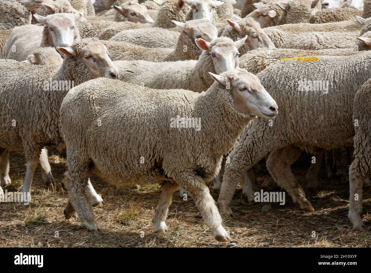 Schafstation, Tiere gehen, Bewegung, dicht beieinander, Herde, Wollgeschäft, Südinsel, Neuseeland Stockfoto