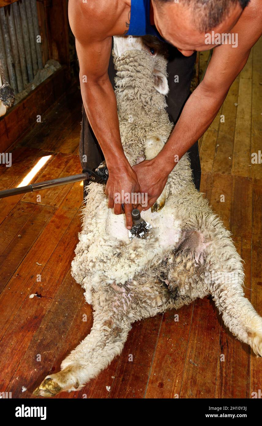 Mann scheren Schafe, elektrische Clipper, Schafsstation; Beruf, Arbeit, Wolle, Unternehmen, Tier, Südinsel, Neuseeland Stockfoto