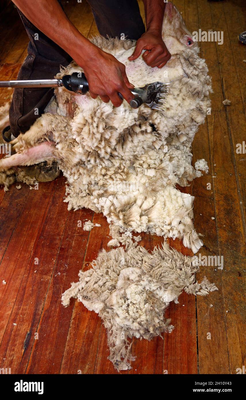Mann scheren Schafe, elektrische Clippers bewegen, Beruf, Job, arbeiten, Schafstation; Tier, Geschäft, Südinsel, Neuseeland Stockfoto