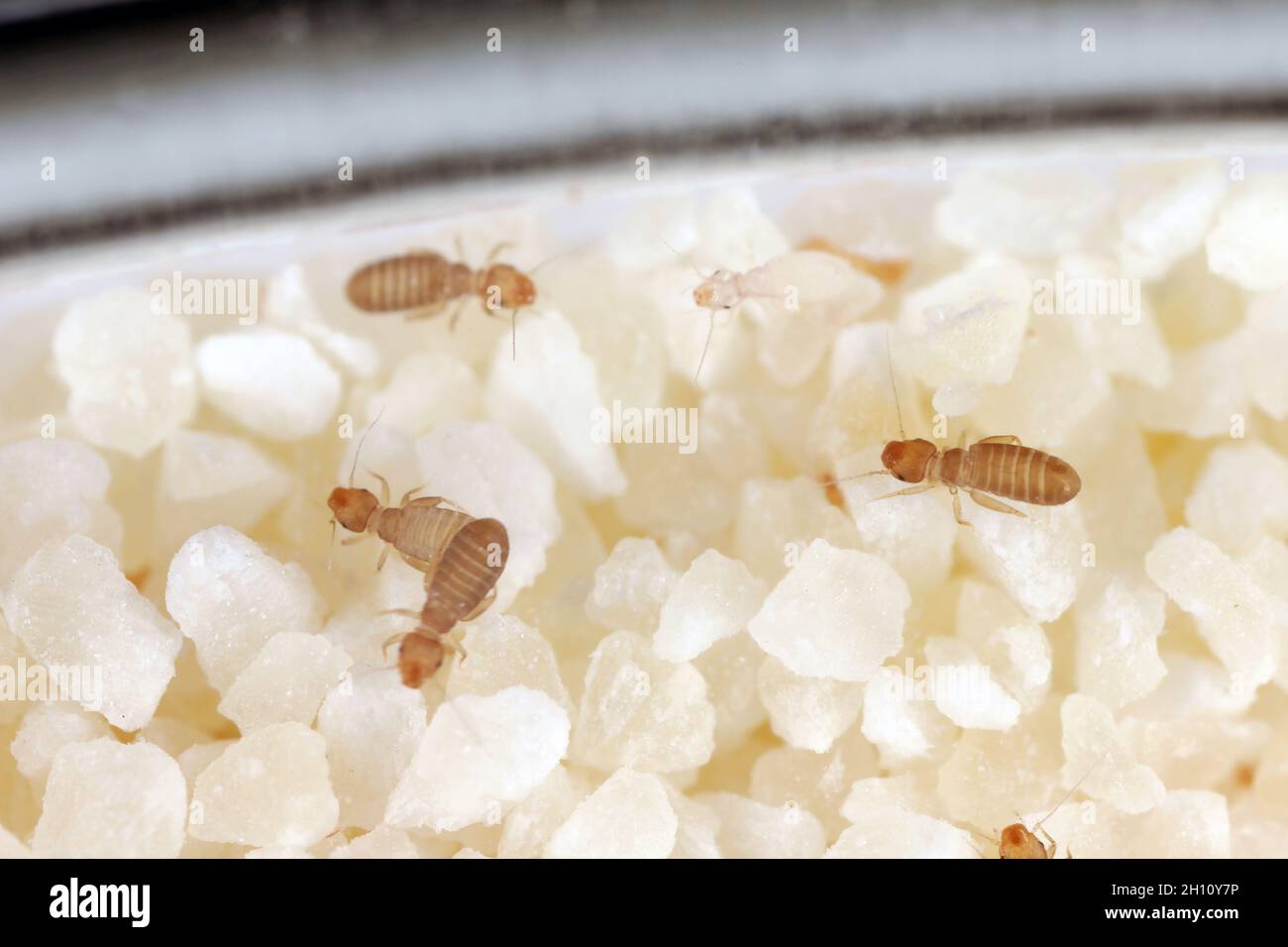 Psociden der Gattung Liposcelis - Psocoptera - Buchläuse, Barklice oder Barklies, ein bekannter Schädling von gelagerten Produkten. Insekten auf Grieß. Stockfoto